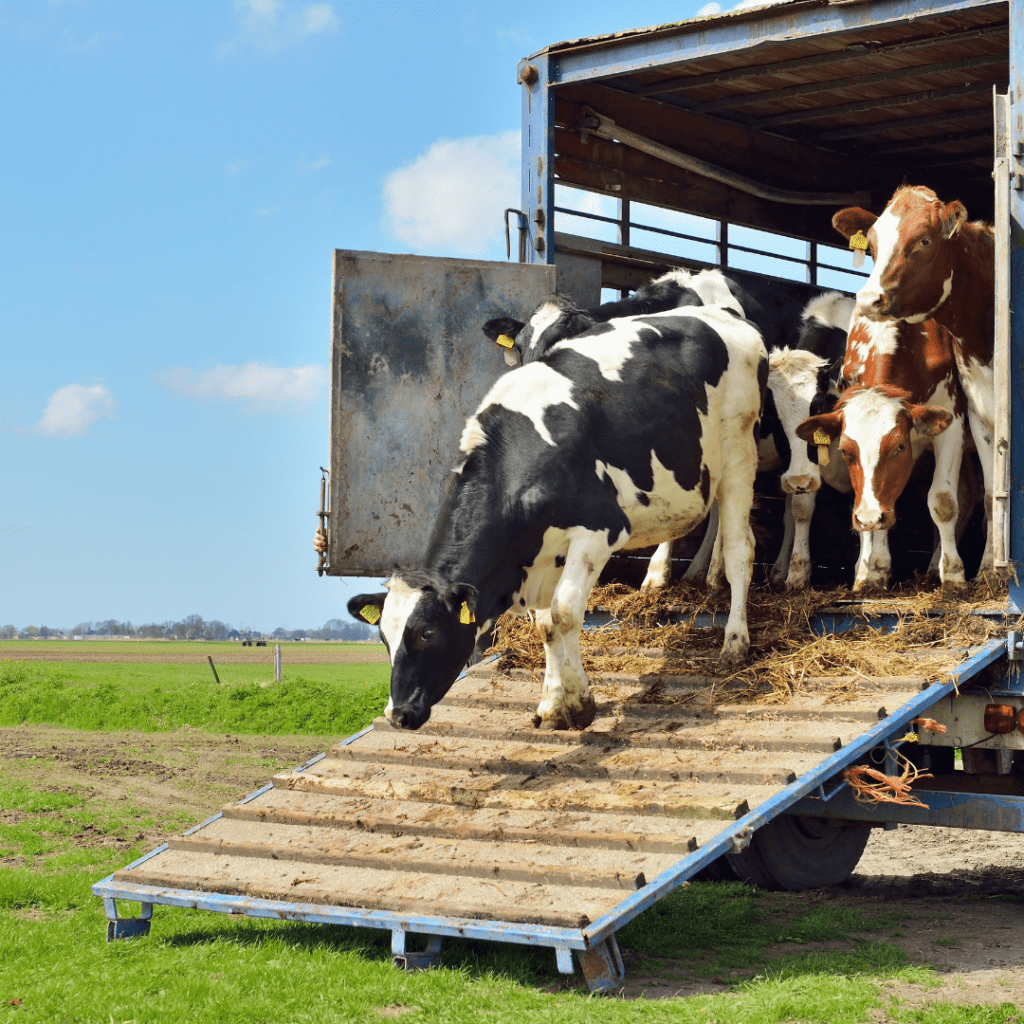 En la imagen se muestra ganado bovino bajando de un camión