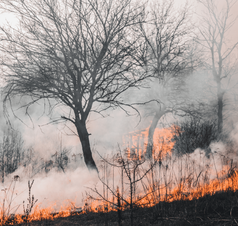En la imagen se muestra un incendio forestal