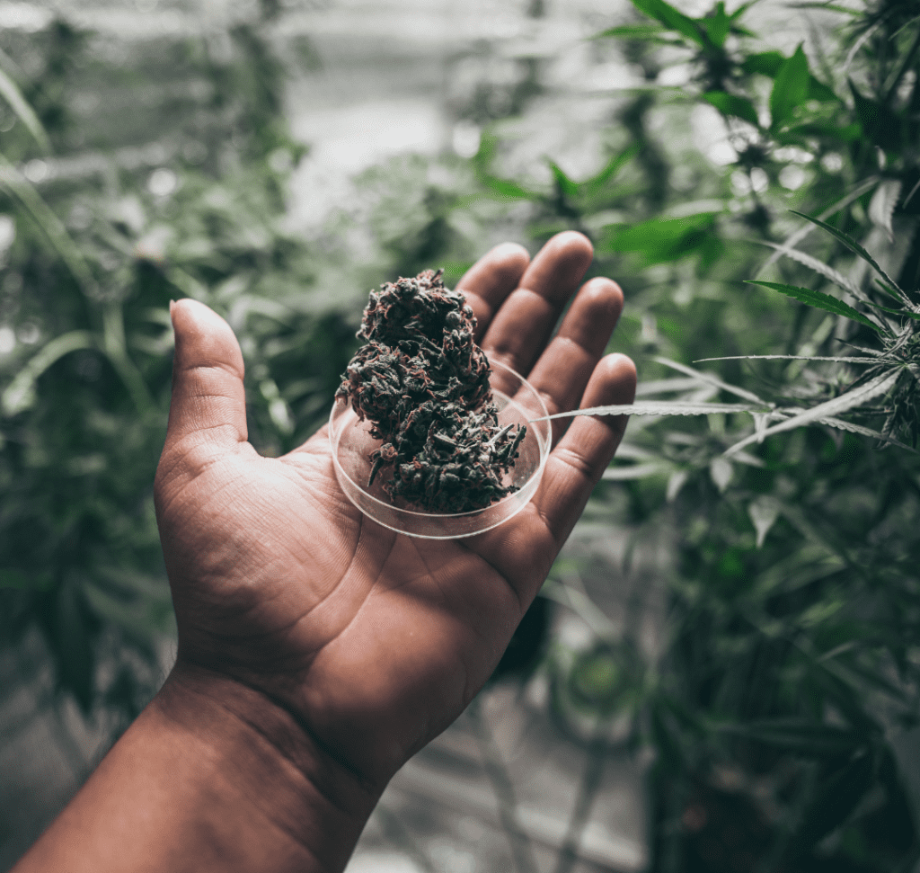 En la imagen se muestra una persona sosteniendo marihuana