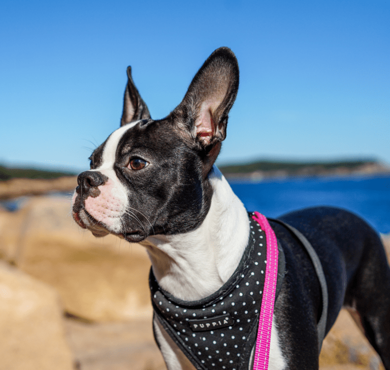 En la imagen se muestra un perro