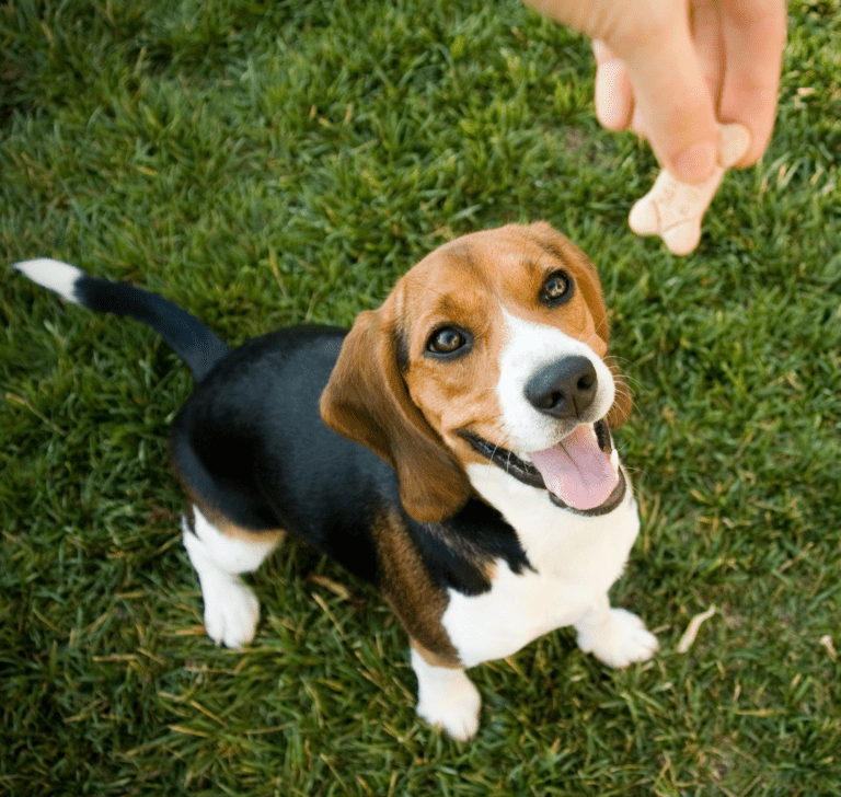 En la imagen se muestra un perro