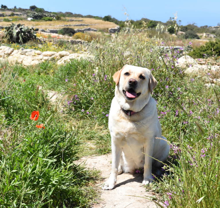 En la imagen se muestra un perro