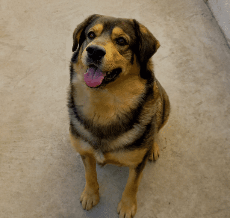 En la imagen se muestra un perro