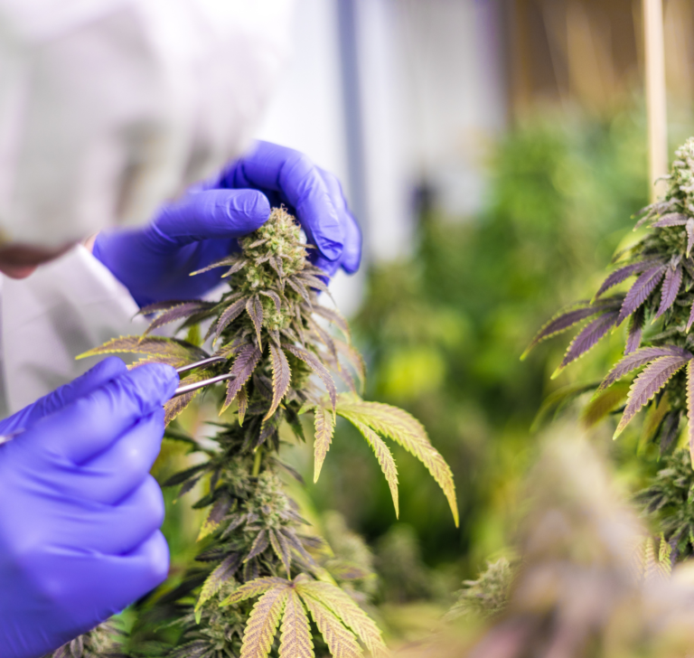 En la imagen se muestra una planta de marihuana