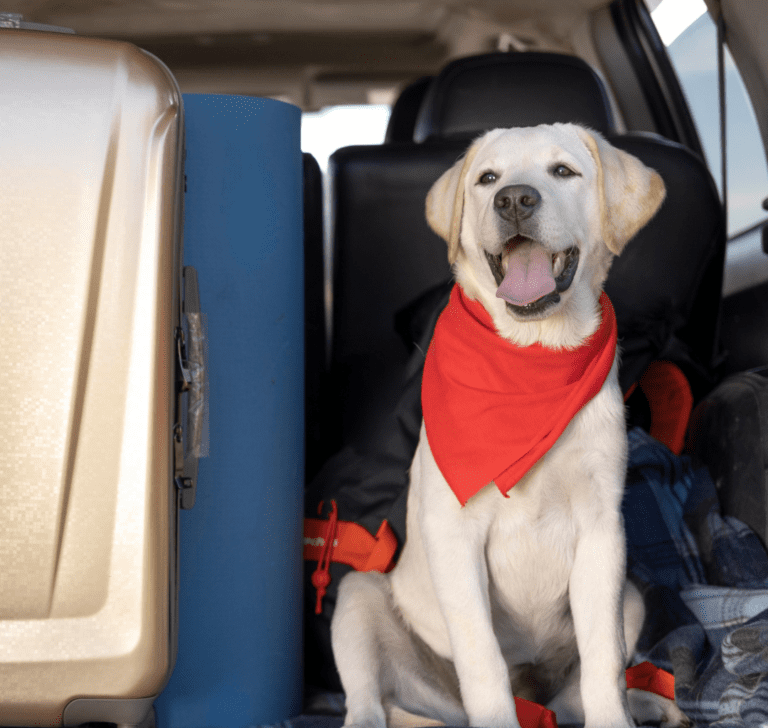 En la imagen se muestra un perro