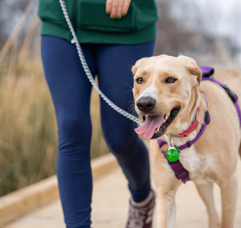 En la imagen se muestra un perro